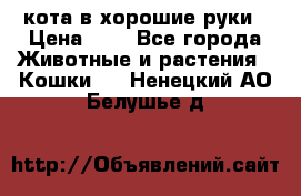 кота в хорошие руки › Цена ­ 0 - Все города Животные и растения » Кошки   . Ненецкий АО,Белушье д.